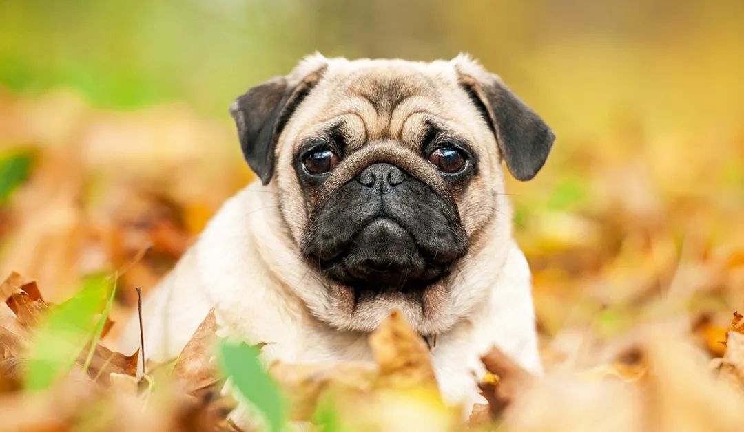 蠢萌小伙伴巴哥犬的健康大事件