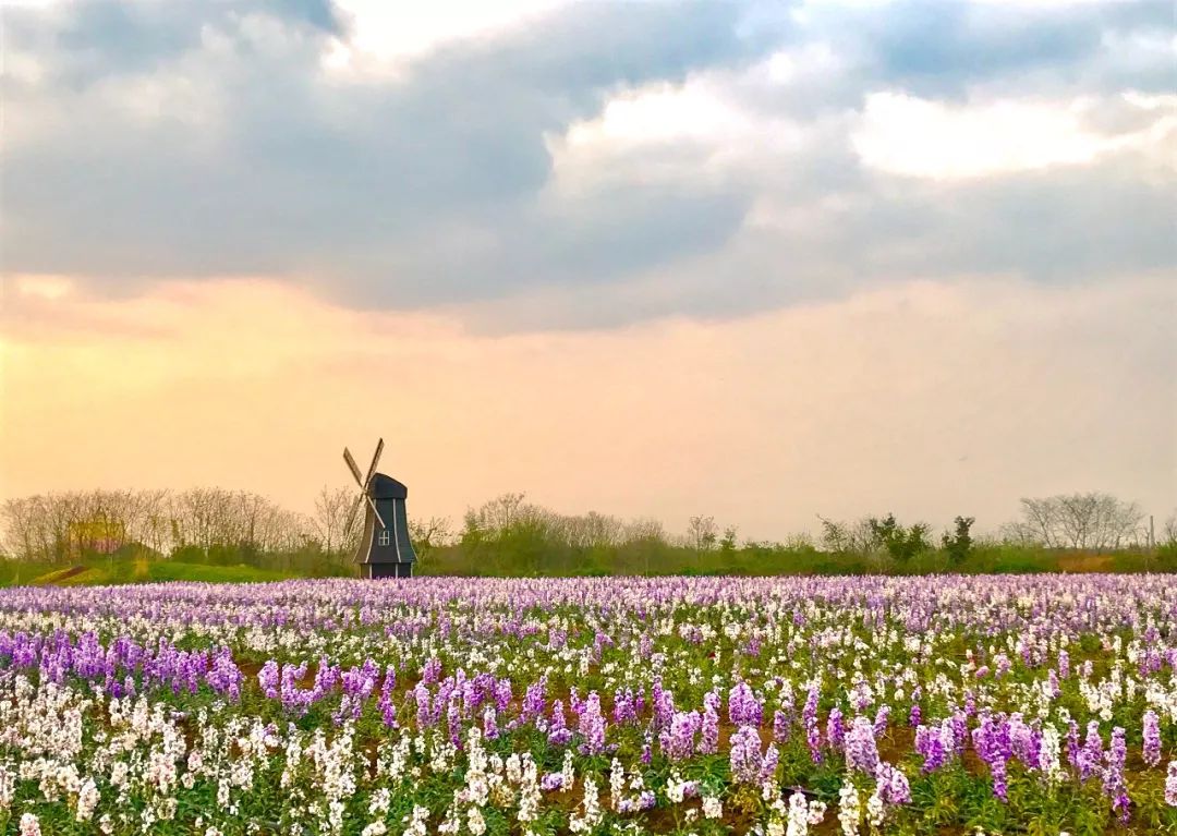 这是在家门口的" 蔚然花海"