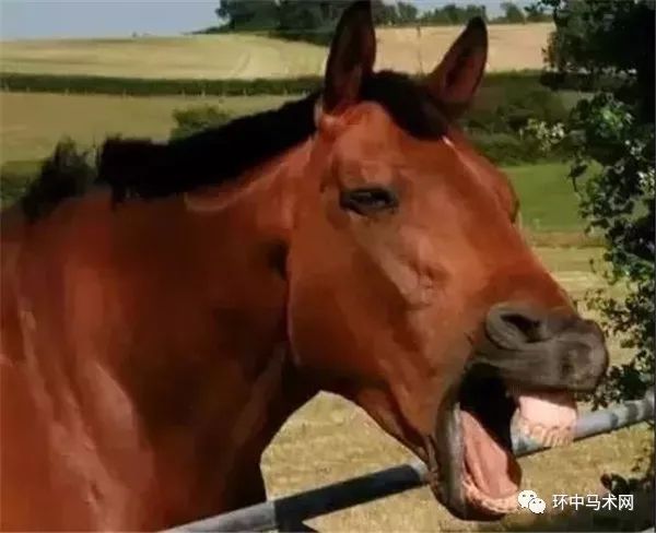 马儿将耳朵向后倒下,露出牙齿,甚至会咬人或咬其它的马就代表它很