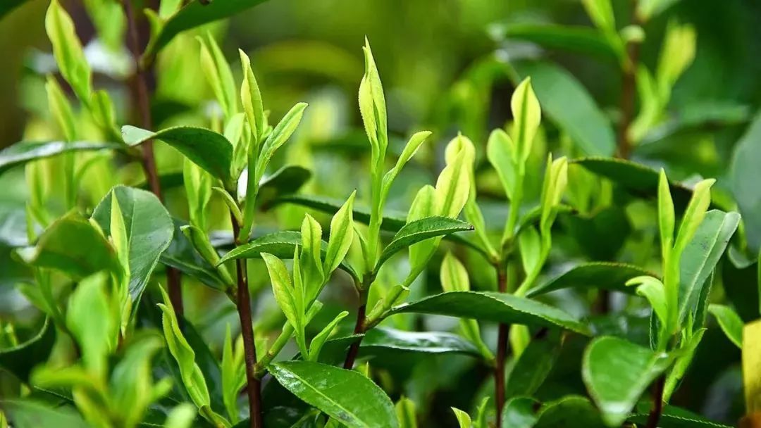 推荐|清明茶时季, 绿茶究竟要怎么选才最好?
