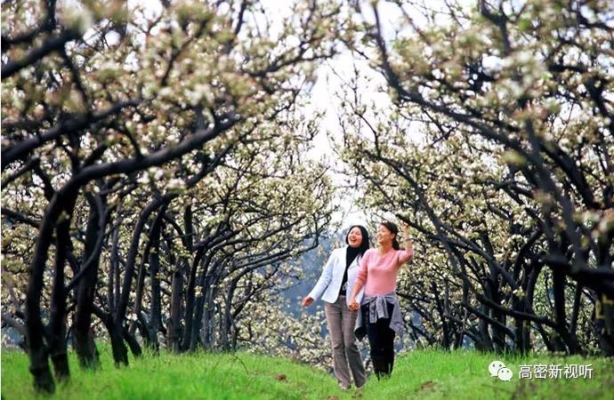 [活动预告] 高密"南山梨花节"即将开幕!活动日程抢鲜看!