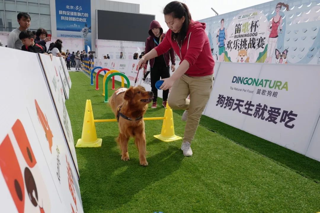 day 2|北京宠物文化节次日,人潮涌动,活动纷繁