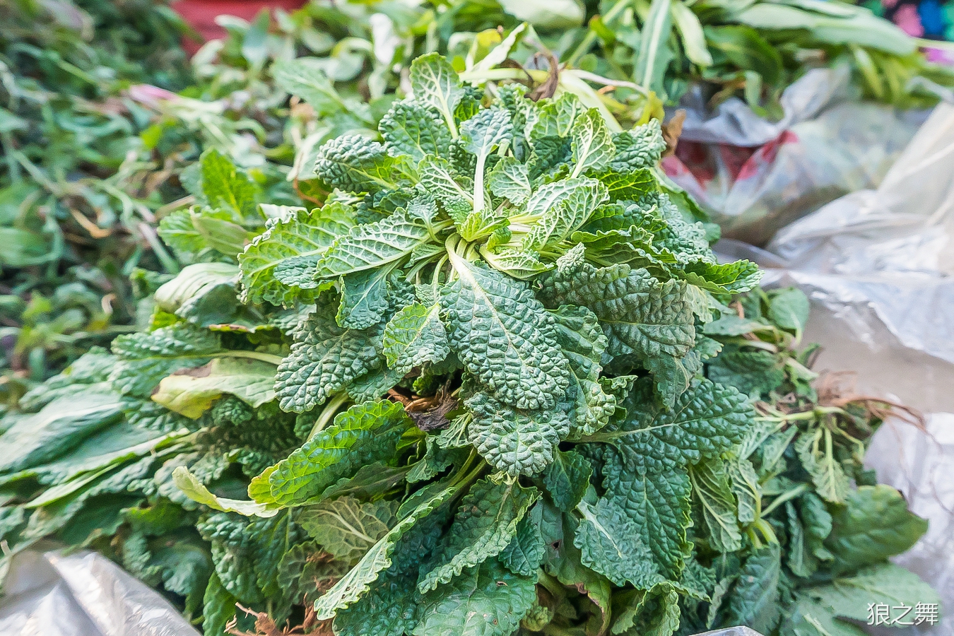 这叶子像薄荷的野菜叫啦蛤蟆草,是菜也是药草,泡水喝治咳嗽特别好.