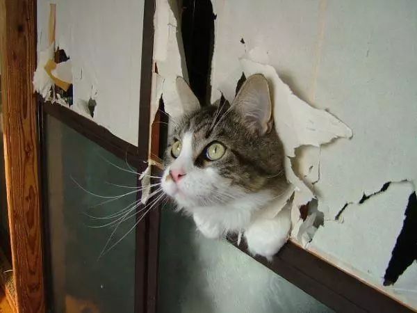 喵老爱撞破纸门,猫奴干脆帮它改造成猫门