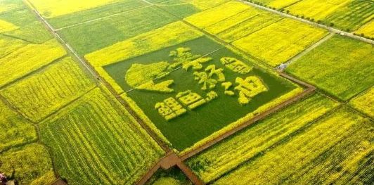 最美花海在库宗桥镇华山村,"太极"图案直径达236米,由种植的油菜花