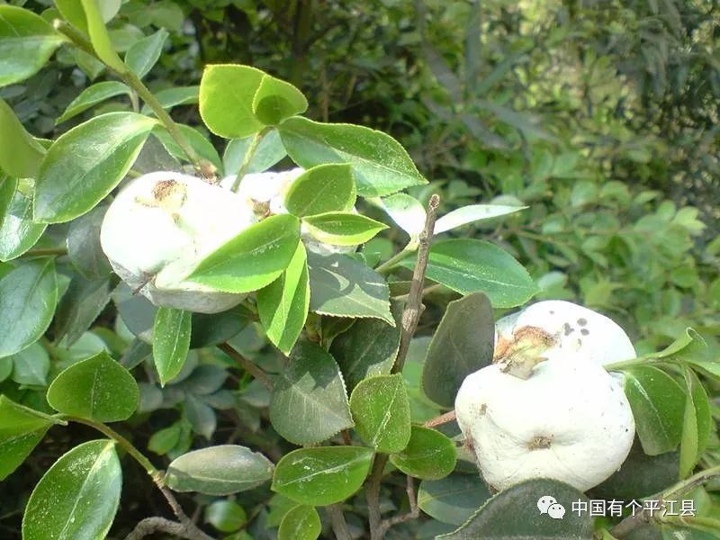 舌尖上的平江美食一一"人参果"茶耳朵,茶萢