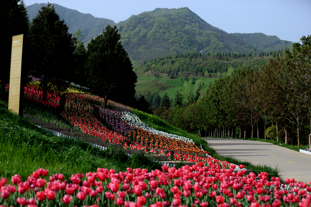 醉美秦岭相约花期 秦岭国家植物园2018国际郁金香花海盛大启幕