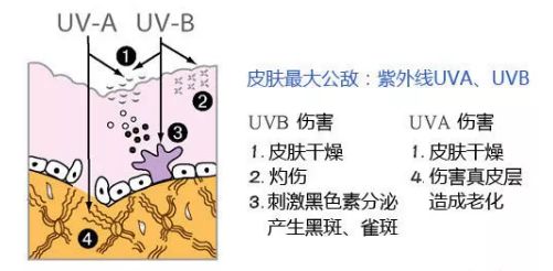 紫外线中的uvb和uva对皮肤的伤害到底有多大!