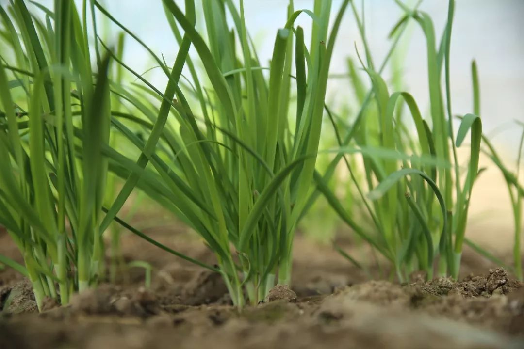 邂逅属于春天的颜色,春季韭菜好鲜嫩,这么吃准没错