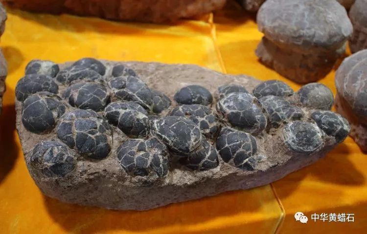 这是海龟蛋化石