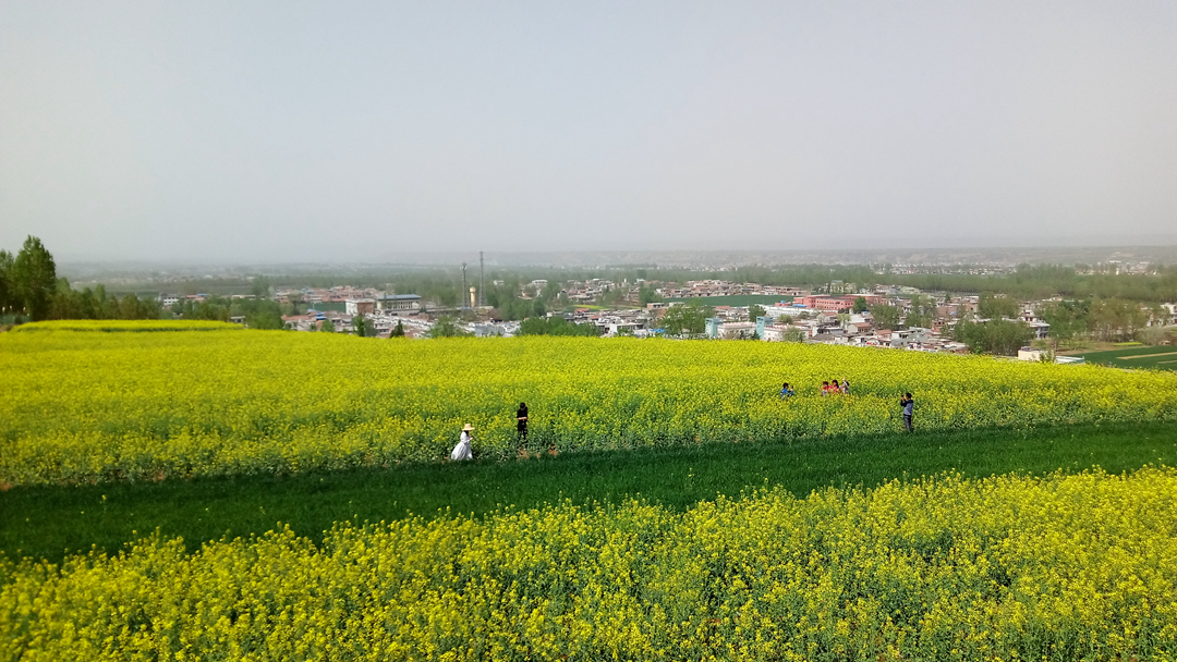 西安出发不到1小时 市民纷纷来这里看油菜花海