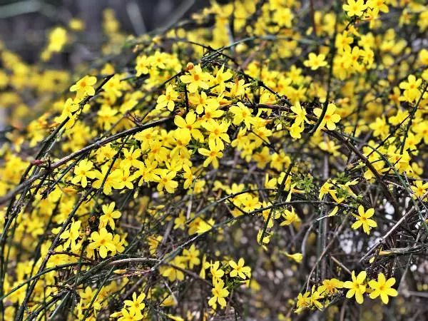 海淀春花播报第6期,大好春日的闲暇时光,迎春花枝头绽放!