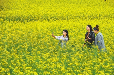 陇南市武都区角弓镇油菜花近日盛开