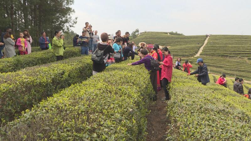 重庆万州举行踏青采茶节