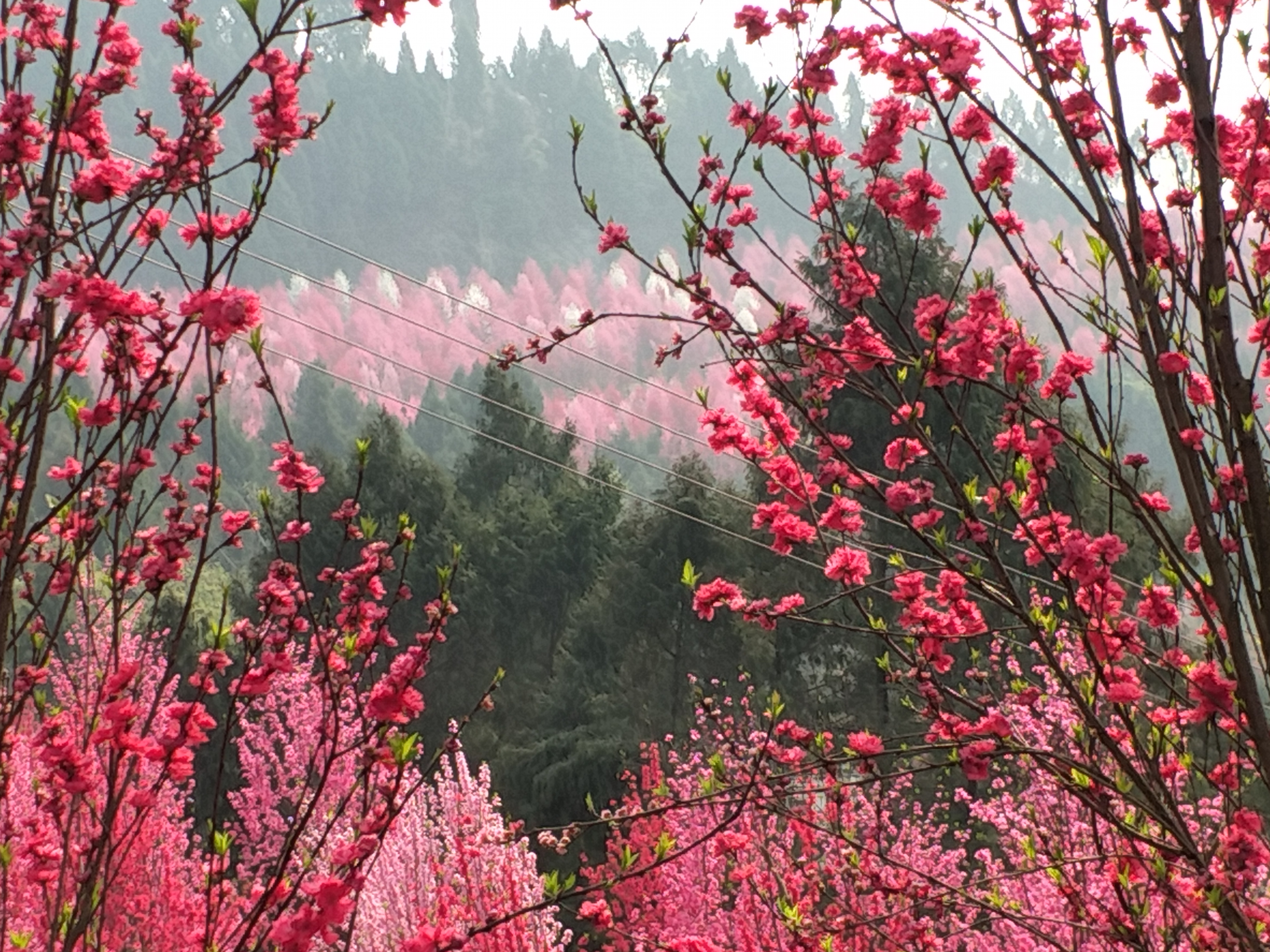 寻梦桃花谷