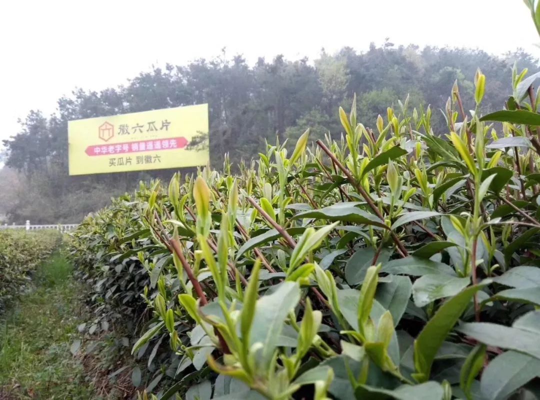 茶树经过一冬的休养生息,储藏了丰富的能量;六安瓜片比一般芽茶生长
