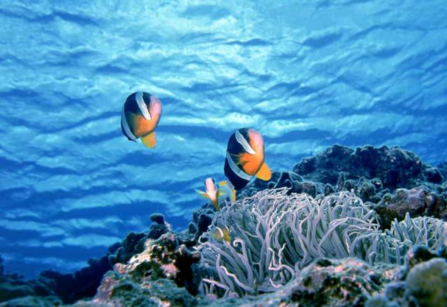 旅游 正文  如此美丽富饶的南沙群岛,比马代更蓝更美更纯粹,被称为 "