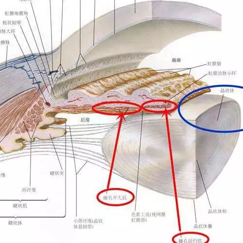 如果这时候准备做眼科手术,需要散大瞳孔时,瞳孔开大肌也难以工作