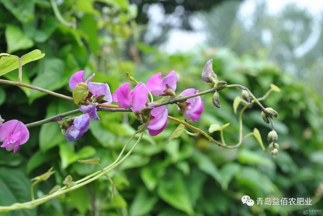 造成豆角开花坐果率低的主要原因是花期管理不当造成的.