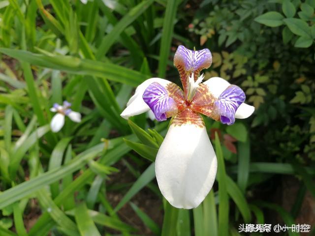 马上举起手机拍了起来微风一吹,彩蝶飞飞,漂亮极了巴西鸢尾花,似蝴蝶