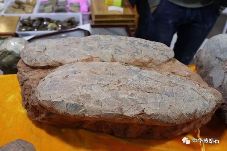 石展|第19届上海矿物化石展于昨天隆重开幕