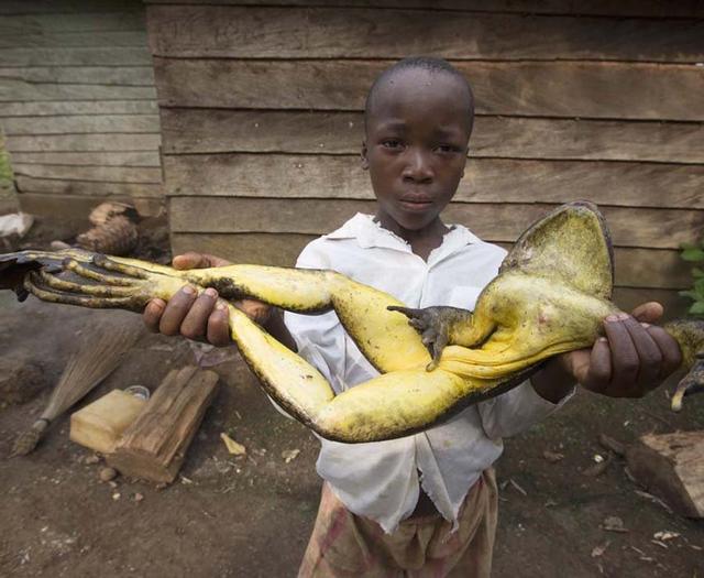 赤道几内亚和喀麦隆生活一种非常大的青蛙,身体长达1米,有点恐怖的