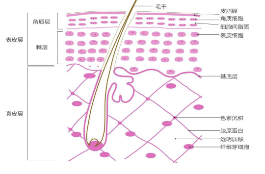 表皮层---皮肤的保护层