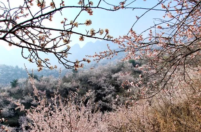 人间仙境果庄满山桃花开