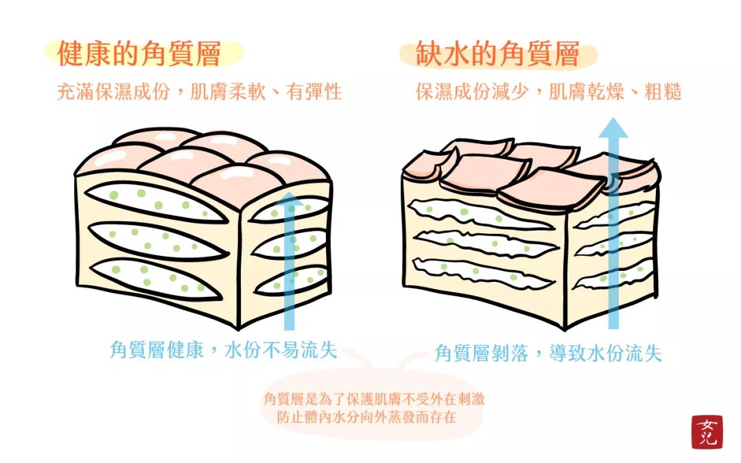 但水分会跑动,会流失,特别是在干燥的环境里,角质层被抽走的水分就越