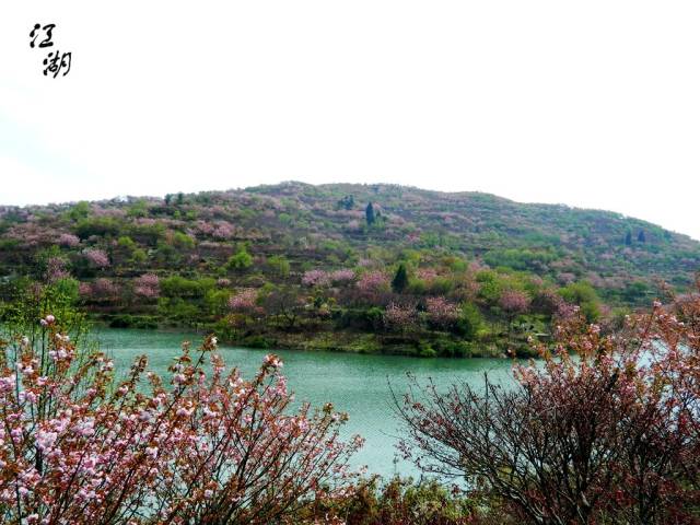 樱花与红枫徒步栖霞坑古道赏漫山春色4月7号