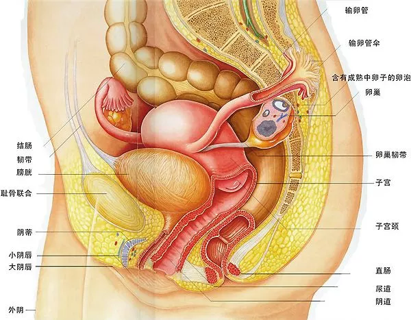 人口增长 指望 子宫