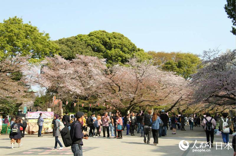 上野公园道路两旁的樱花盛开,漫步其中别有风味来源:人民网-日本频道