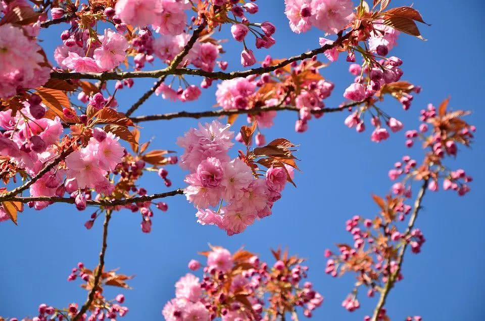 樱花象征纯洁,高尚,落花更是优美,因此被尊为日本国花.