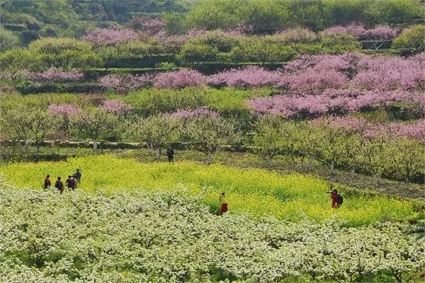 乐昌九峰的桃花,李花,油菜花