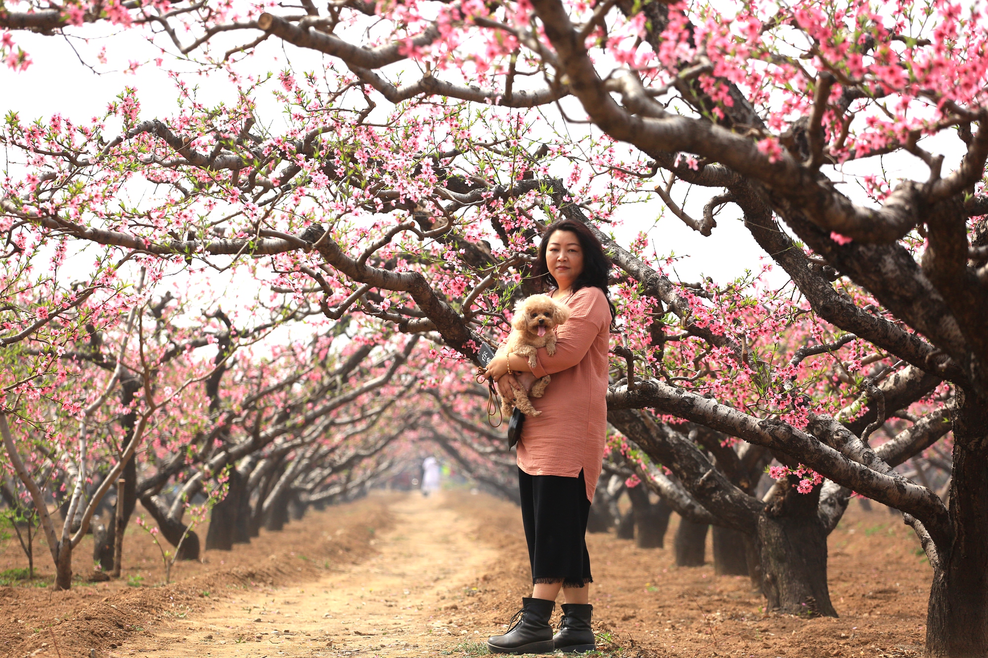 河南卫辉唐庄千亩桃花盛开场面壮观美若国画又如世外桃源