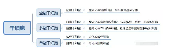 各种干细胞到底有何作用?