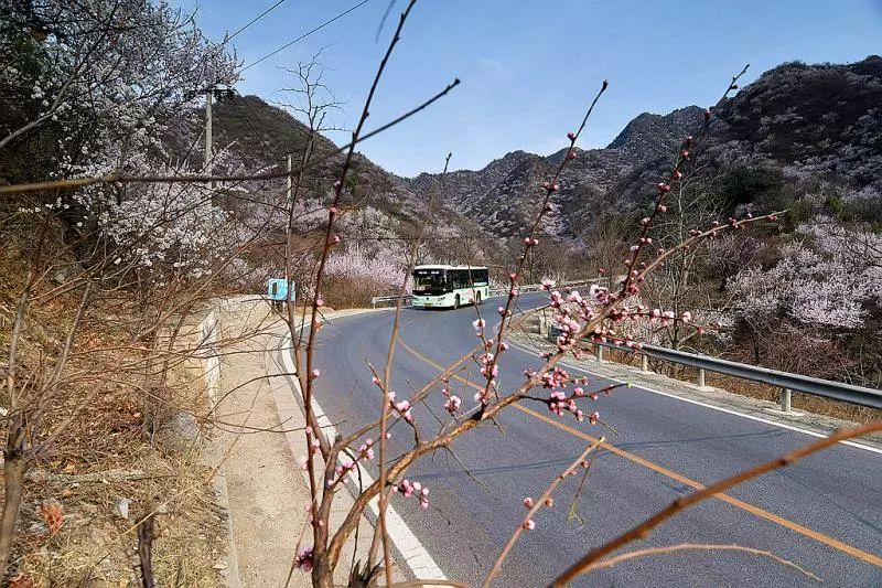 北京最美花海公路竟藏在昌平,4月花开成海,这里已成仙境!