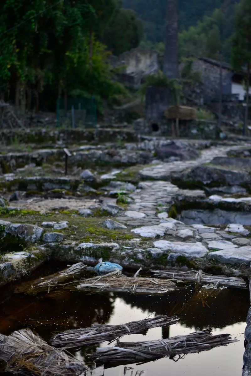 瓯海泽雅纸山丨岸花藏水碓,纸山露魅影