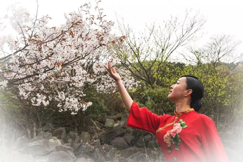 苍山顶清晨,野樱花满山岗,有个"九儿"翩翩起舞