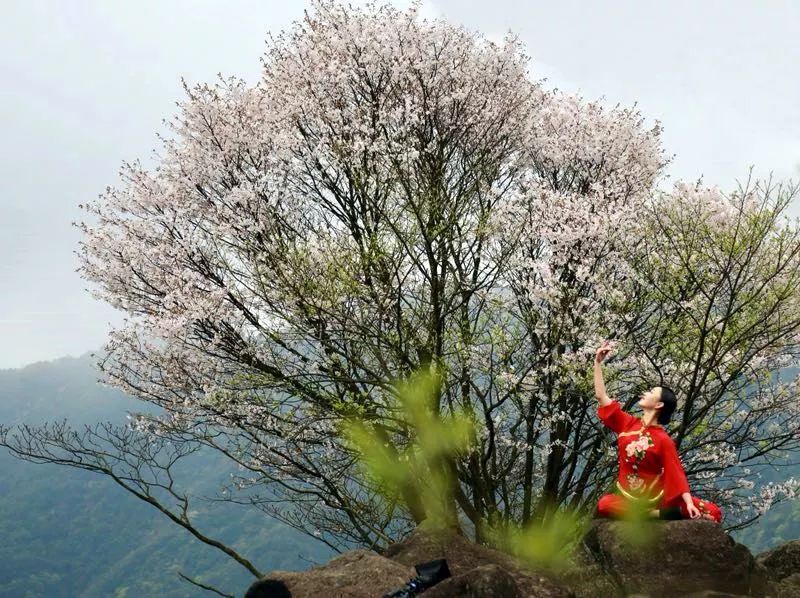 苍山顶清晨,野樱花满山岗,有个"九儿"翩翩起舞