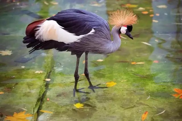 鲸头鹳 whale-headed stork