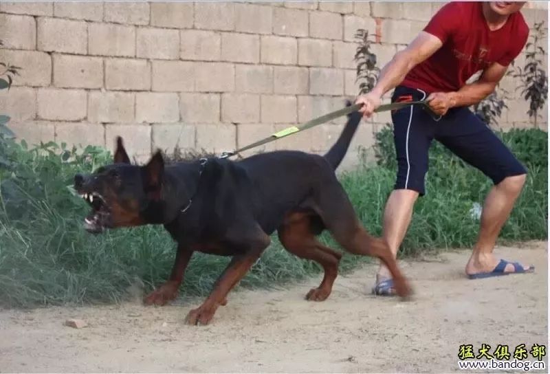 国产魅力——勇猛的莱州红犬