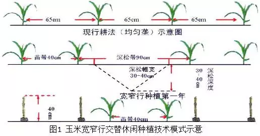 二明白说三农玉米宽窄行种植技术是什么