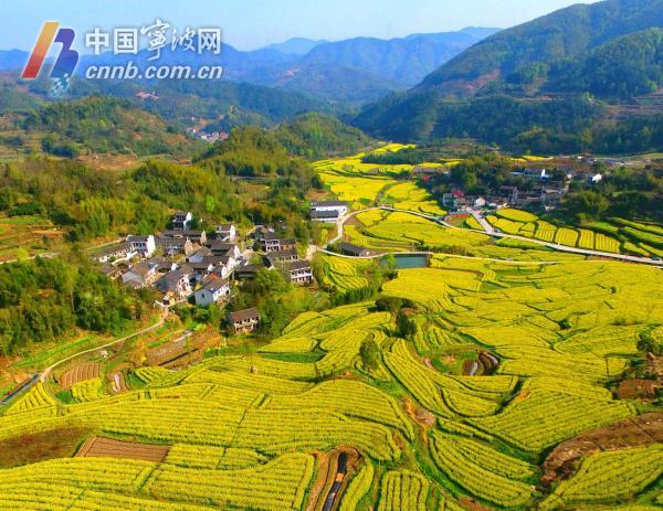 宁波奉化大堰梯田油菜花海美如画