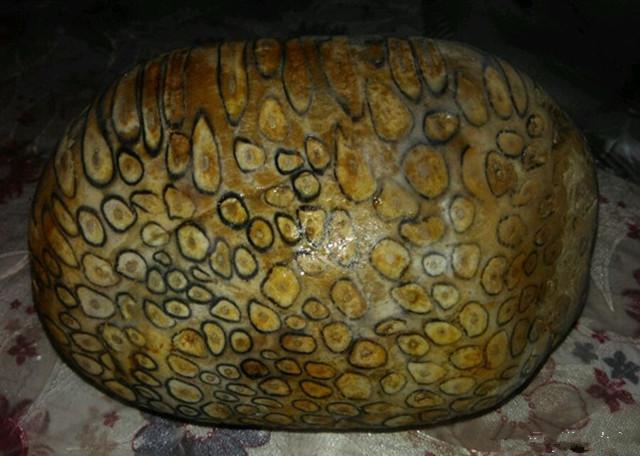 河边捡到的神奇石头有人说是珊瑚化石有人说辉木化石