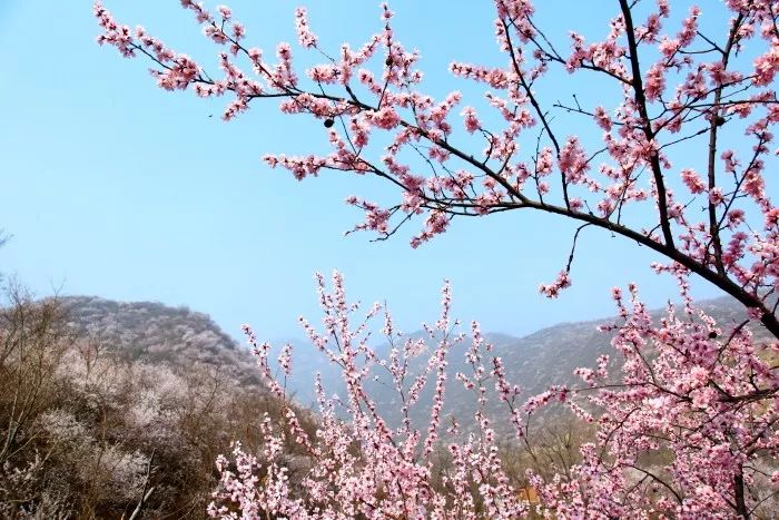 人间仙境果庄满山桃花开