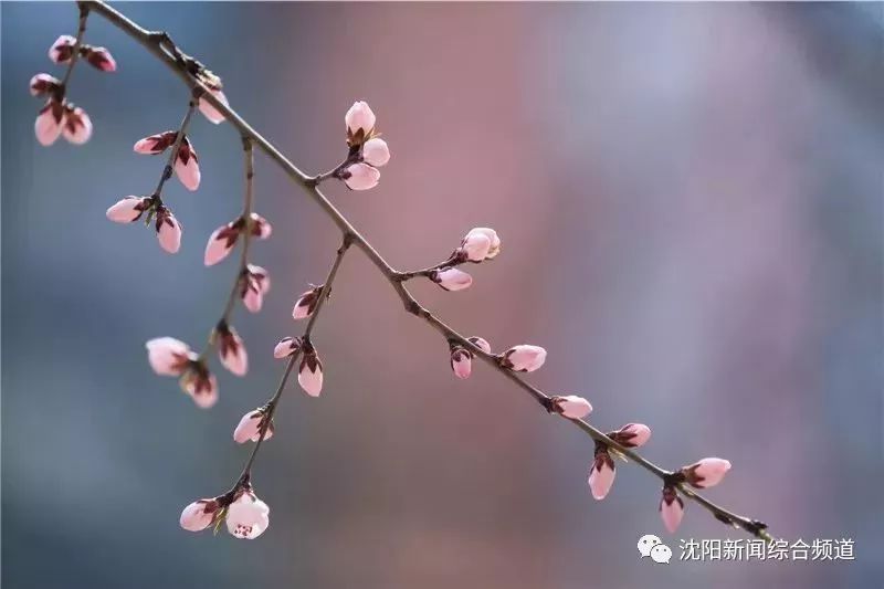 元稹《桃花》