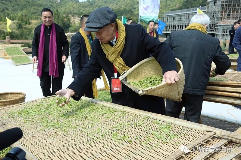 新工艺白茶创始人——王奕森(八十八岁),亲制绿雪芽头采白茶