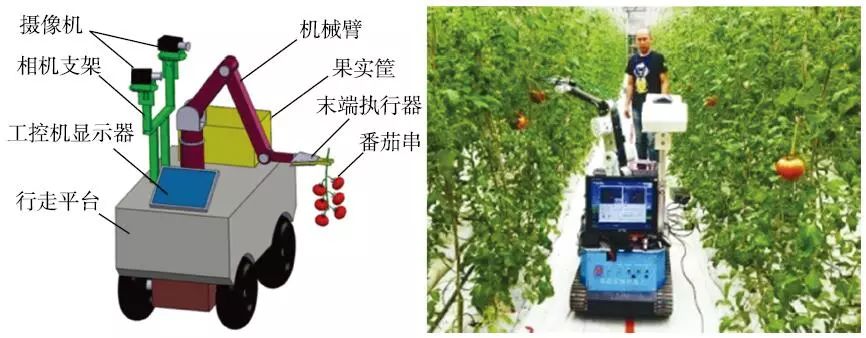 智慧农业丨农民的双手,以后采摘番茄也有机器人帮忙啦!