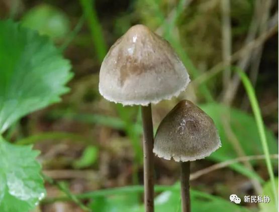 桩菇(卷边网褶菌)橘黄裸伞洁小菇假球基鹅膏褐鳞环柄菇冠状环柄菇鹅膏